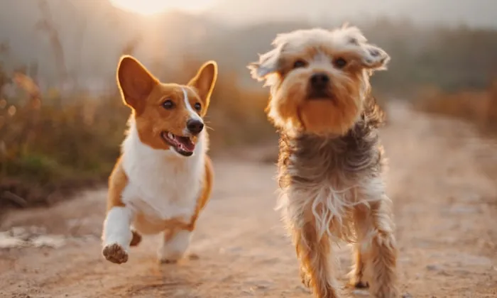 Best Pet-Friendly Cafes in Thao Dien 2026