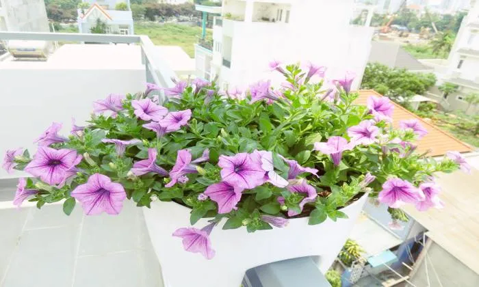 Nice Balcony One Bedroom Serviced Apartment in Thao Dien HCMC 45sqm 500 USD/month